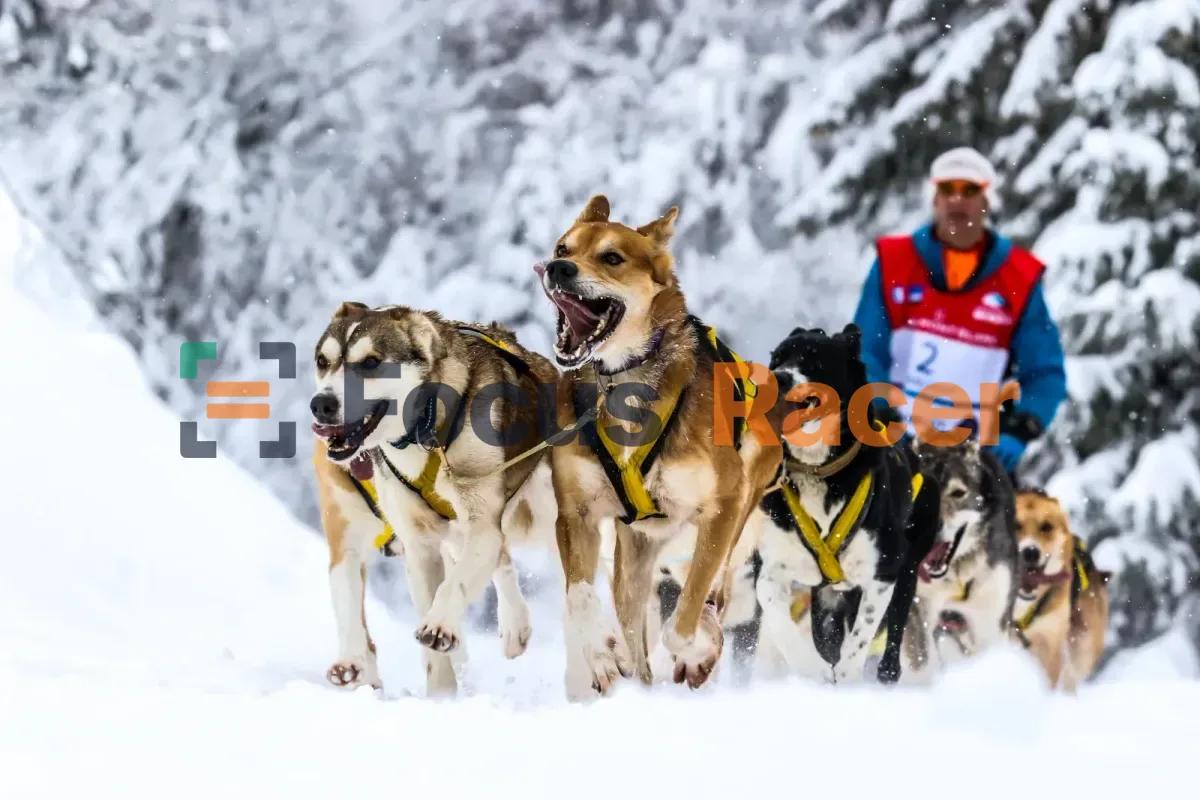 Course de chiens de traîneau sous la neige, logo Focus Racer en filigrane semi-transparent au centre de la photo