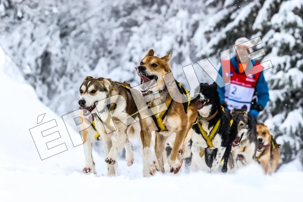 Course de chiens de traîneau barrée en diagonale par le mot ÉPREUVE en grandes lettres semi-transparentes