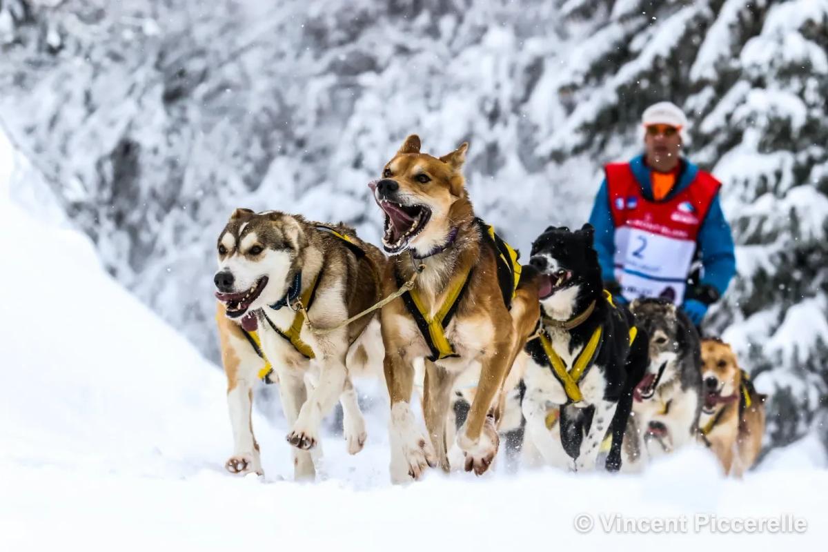 Attelage de chiens de traîneau dans la neige avec une signature © Vincent Piccerelle discrète en bas à droite