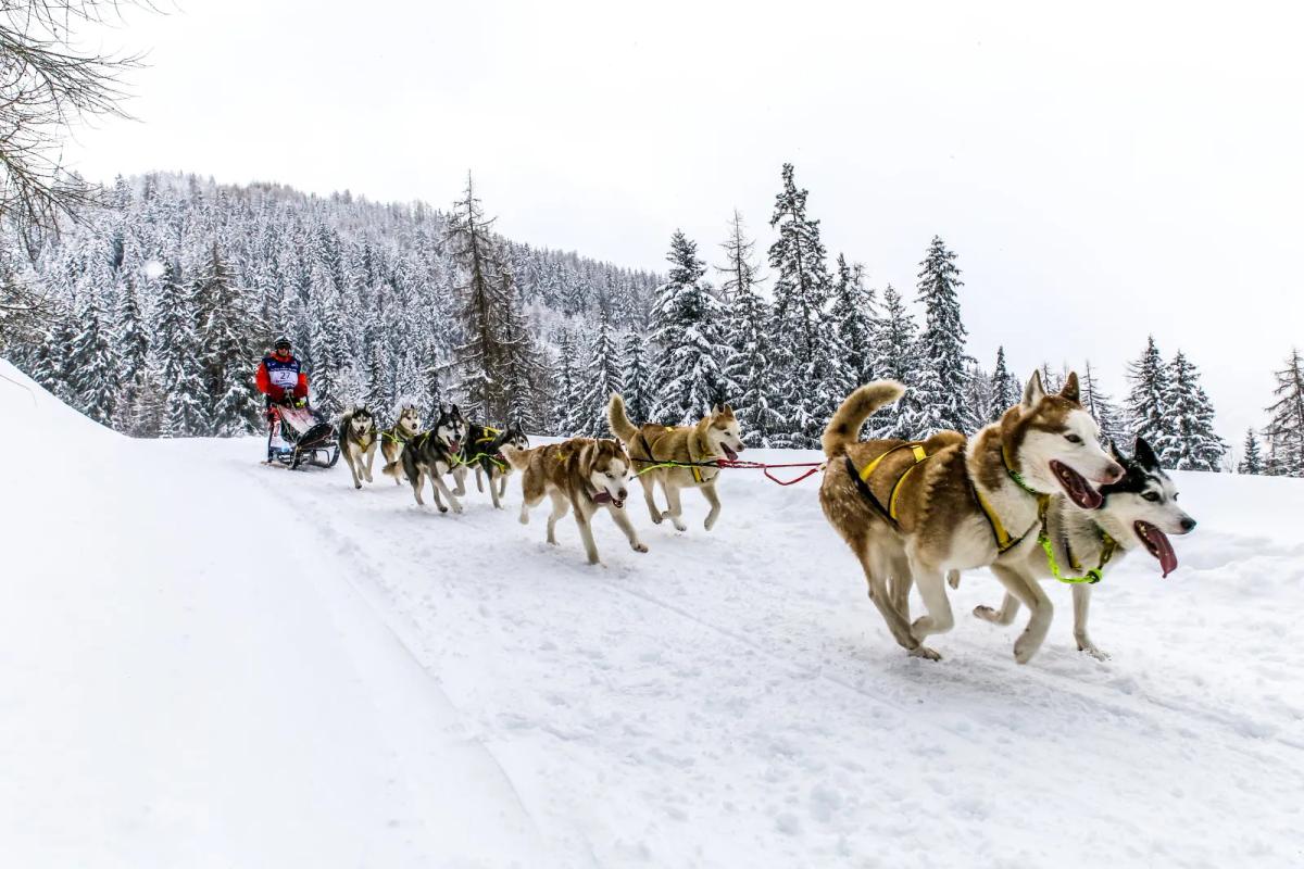 Attelage de chiens de traîneau sur une piste enneigée de la Grande Odyssée