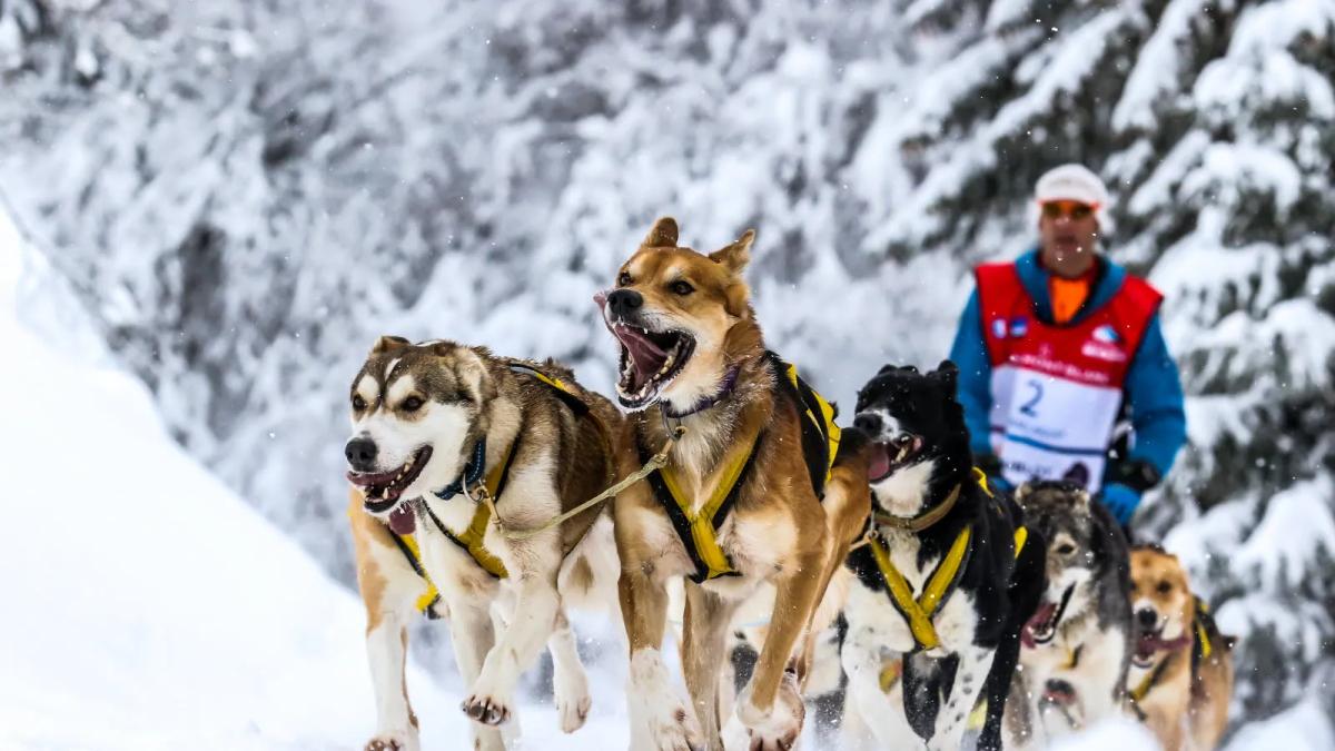 Attelage de chiens de traîneau lancé dans la neige, musher au dossard 2, sur la Grande Odyssée